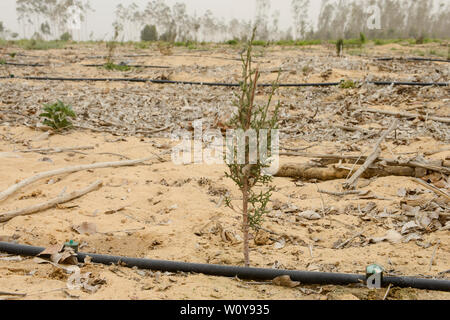 Ägypten, Sarapium Ismallia, Wald, in der Wüste, die Bäume sind bewässert durch behandeltes Abwasser Wasser aus Ismalia, neue Cypress Plantage mit Tropfbewässerung Stockfoto