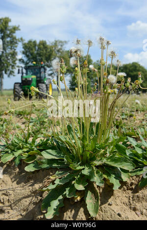Deutschland, Taraxa Gummi Forschungsprojekt von Continental, versuch Landwirtschaft der russischen Löwenzahn für die Verarbeitung von Taraxa Gummi/DEUTSCHLAND, Anklam, kontinentalen Forschungsprojekt Anbau russischer Loewenzahn (lat. Taraxacum koksaghyz) zur Gewinnung von Naturkautschuk, Anbau bei einer Baumschule Stockfoto