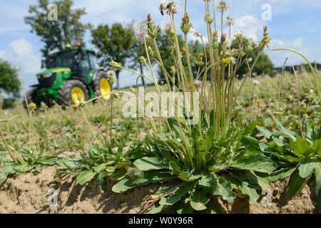 Deutschland, Taraxa Gummi Forschungsprojekt von Continental, versuch Landwirtschaft der russischen Löwenzahn für die Verarbeitung von Taraxa Gummi/DEUTSCHLAND, Anklam, kontinentalen Forschungsprojekt Anbau russischer Loewenzahn (lat. Taraxacum koksaghyz) zur Gewinnung von Naturkautschuk, Anbau bei einer Baumschule Stockfoto