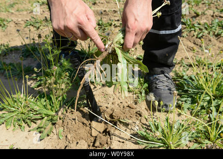 Deutschland, Taraxa Gummi Forschungsprojekt von Continental, versuch Landwirtschaft der russischen Löwenzahn für die Verarbeitung von Taraxa Gummi/DEUTSCHLAND, Anklam, kontinentalen Forschungsprojekt Anbau russischer Loewenzahn (lat. Taraxacum koksaghyz) zur Gewinnung von Naturkautschuk, Anbau bei einer Baumschule, Wurzel aus der der Latex Saft gewonnen wird Stockfoto