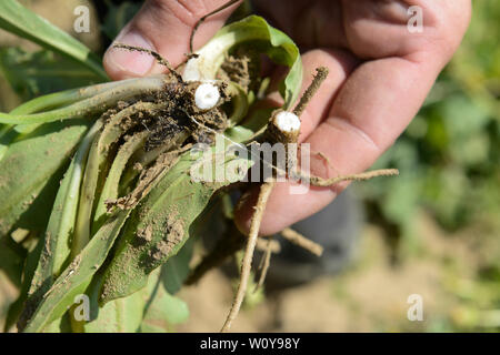 Deutschland, Taraxa Gummi Forschungsprojekt von Continental, versuch Landwirtschaft der russischen Löwenzahn für die Verarbeitung von Taraxa Gummi/DEUTSCHLAND, Anklam, kontinentalen Forschungsprojekt Anbau russischer Loewenzahn (lat. Taraxacum koksaghyz) zur Gewinnung von Naturkautschuk, Anbau bei einer Baumschule, Wurzel aus der der Latex Saft gewonnen wird Stockfoto