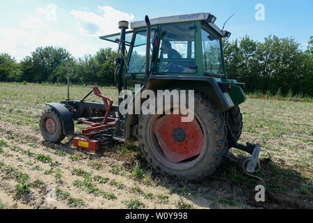 Deutschland, Taraxa Gummi Forschungsprojekt von Continental, versuch Landwirtschaft der russischen Löwenzahn für die Verarbeitung von Taraxa Gummi/DEUTSCHLAND, Anklam, kontinentalen Forschungsprojekt Anbau russischer Loewenzahn (lat. Taraxacum koksaghyz) zur Gewinnung von Naturkautschuk, Anbau bei einer Baumschule, Unkraut jäten Stockfoto