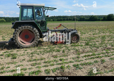Deutschland, Taraxa Gummi Forschungsprojekt von Continental, versuch Landwirtschaft der russischen Löwenzahn für die Verarbeitung von Taraxa Gummi/DEUTSCHLAND, Anklam, kontinentalen Forschungsprojekt Anbau russischer Loewenzahn (lat. Taraxacum koksaghyz) zur Gewinnung von Naturkautschuk, Anbau bei einer Baumschule, Unkraut jäten Stockfoto