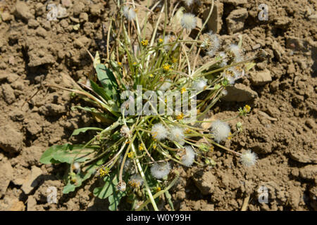 Deutschland, Taraxa Gummi Forschungsprojekt von Continental, versuch Landwirtschaft der russischen Löwenzahn für die Verarbeitung von Taraxa Gummi/DEUTSCHLAND, Anklam, kontinentalen Forschungsprojekt Anbau russischer Loewenzahn (lat. Taraxacum koksaghyz) zur Gewinnung von Naturkautschuk, Anbau bei einer Baumschule Stockfoto