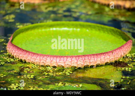 Blatt einer Victoria Amazonica oder Victoria Regia, dem größten Wasserpflanzen Stockfoto