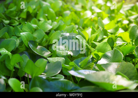 Wasserhyazinthe eine tropische Arten von Wasser. Grüner Hintergrund mit Blättern von Eichhornia Crassipes Stockfoto