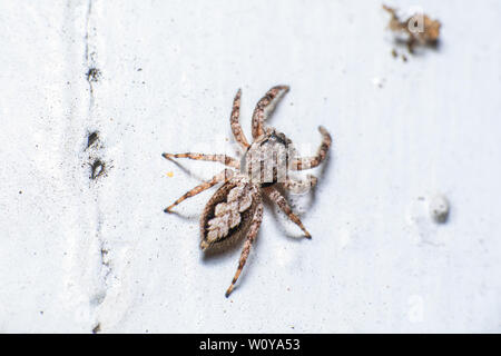 Eine Dorsalansicht eines weiblichen Tan Jumping Spider (Platycryptus Undatus) Klettern auf der Außenseite meines Hauses. Stockfoto