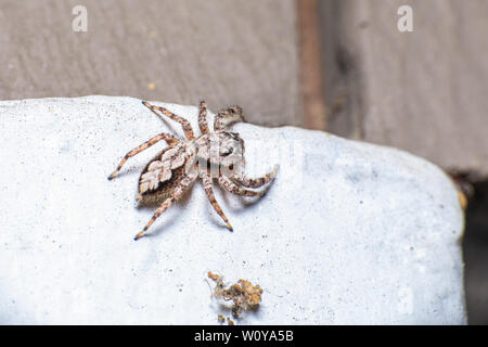 Eine Dorsalansicht eines weiblichen Tan Jumping Spider (Platycryptus Undatus) Klettern auf der Außenseite meines Hauses. Stockfoto