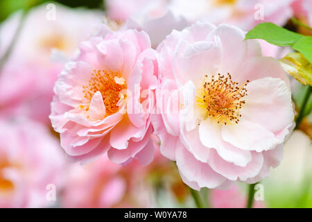 Blumen des Lichts rosa Rose im Garten. Tea Rose. Floral background Stockfoto