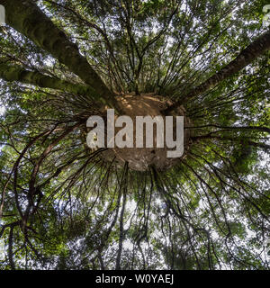 Sphärische Little planet Panorama von einem Wald. Planet voller Bäume Stockfoto