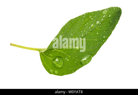 Vorderseite grün und frisch Blatt von Oregano (SPICE). Mit micro Tropfen Wasser. Auf weissem Hintergrund. Stockfoto