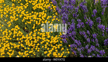 Santolina chamaecyparissus und lila Lavendel Blumen, traditionellen wild Heilpflanze mit gelben Blumen Stockfoto