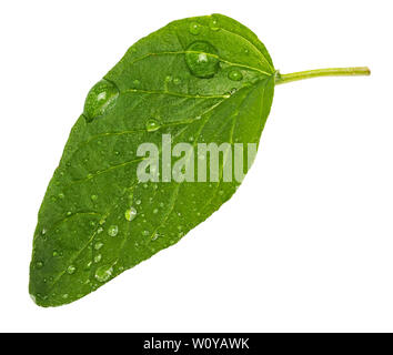 Vorderseite grün und frisch Blatt von Oregano (SPICE). Mit micro Tropfen Wasser. Auf weissem Hintergrund. Stockfoto