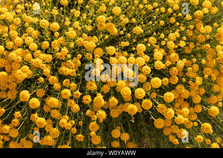 Santolina chamaecyparissus, traditionelle wild Heilpflanze mit gelben Blumen Stockfoto