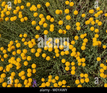 Santolina chamaecyparissus, traditionelle wild Heilpflanze mit gelben Blumen Stockfoto