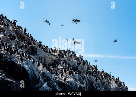 UK, Farne Islands, Juni 2019: Kolonie der Kormorane übernehmen eine Felswand Stockfoto