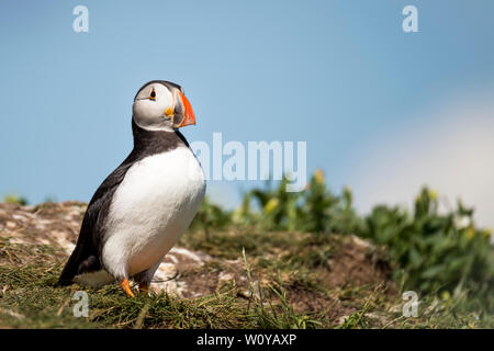 UK, Farne Islands, Juni 2019: Papageitaucher, außerhalb der Höhle Stockfoto