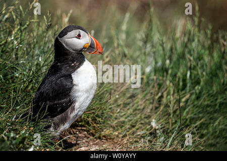 UK, Farne Islands, Juni 2019: Papageitaucher, außerhalb der Höhle Stockfoto