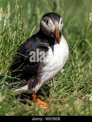 UK, Farne Islands, Juni 2019: Papageitaucher, außerhalb der Höhle Stockfoto