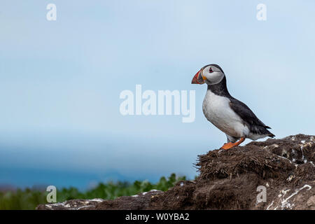 UK, Farne Islands, Juni 2019: Papageitaucher, außerhalb der Höhle Stockfoto