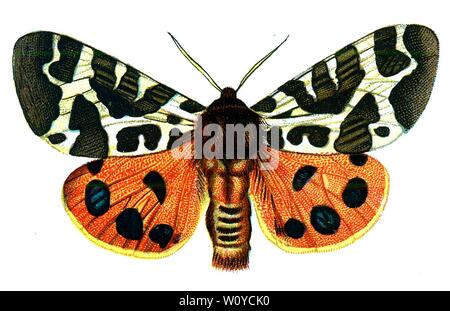 Arctia caja, The Garden Tiger Moth (Great Tiger Moth) Color Butterfly Lithograph aus dem Buch „Europe’s Best-known Butterflies“ von F. Nemos aus dem Jahr 1895 Stockfoto