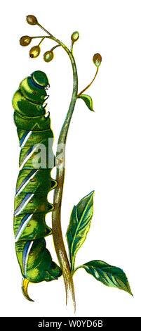 Sphinx ligustri caterpillar, The Privet Hawk-Moth caterpillar, Color Butterfly Lithograph aus dem 1895 erschienenen Buch „Europe’s Best-known Butterflies“ von F. Nemos Stockfoto