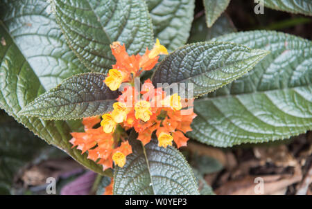 Blick über die tropische Pflanze mit zarten Orange und gelbe Blumen im Northern Territory von Australien Stockfoto