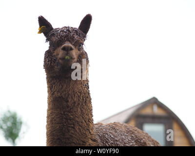 Eine braune Alpaka steht vor einem Camping Pod. Stockfoto