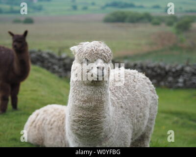 Drei Alpakas stehen in einem ländlichen Waliser Feld. Stockfoto