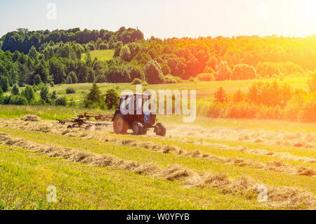 Einen alten Traktor schaltet in den gemähten Heu an einem sonnigen Sommermorgen für eine bessere Trocknung. Futter für Kühe für den Winter. Stockfoto