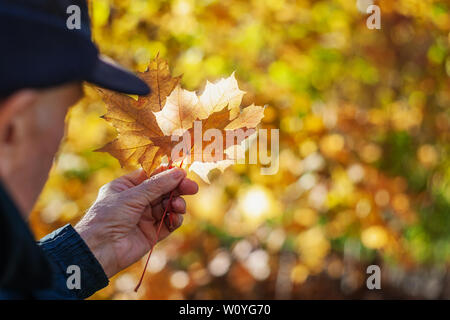 Die Hand eines Mannes hält Ahorn Blätter auf einem schönen gelben Hintergrund von Herbstlaub. Stockfoto