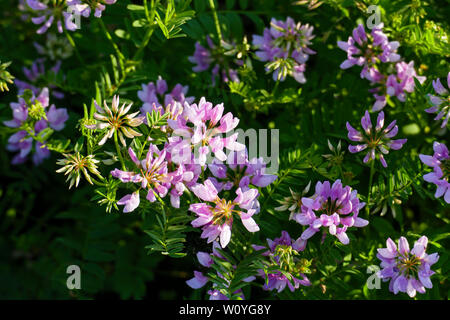 Bunte Kronwicke, Wicke, securigera Varia auf einer Wiese im Sommer Stockfoto