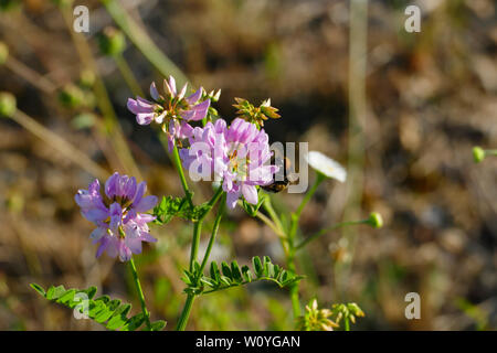 Bunte Kronwicke, Wicke, securigera Varia mit Hummel beim Nektar Illustr. Stockfoto