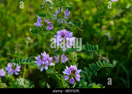 Bunte Kronwicke, Wicke, securigera Varia auf einer Wiese im Sommer Stockfoto