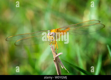 Gelb golden Dragonfly mit grünem Hintergrund im Freien sun Beleuchtung. Stockfoto