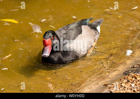 Rosy-billed pochard (Netta peposaca) schwimmen, in der Sonne. Stockfoto