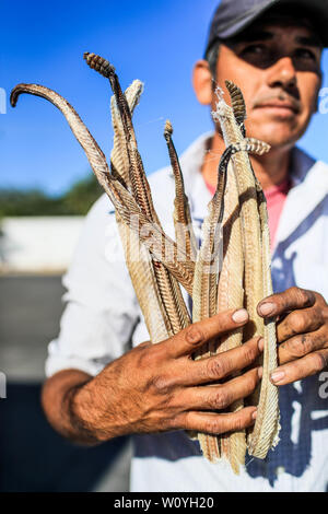 Ein Mann zeigt mehrere Felle, Häute, Skelette und Körper der Klapperschlange, die er verkauft in Caborca, Pitiquito und Puerto Peñaco werden sie benutzt, Ratte zu machen Stockfoto