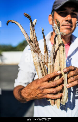 Ein Mann zeigt mehrere Felle, Häute, Skelette und Körper der Klapperschlange, die er verkauft in Caborca, Pitiquito und Puerto Peñaco werden sie benutzt, Ratte zu machen Stockfoto