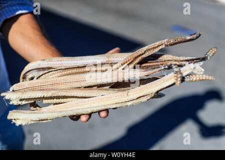 Ein Mann zeigt mehrere Felle, Häute, Skelette und Körper der Klapperschlange, die er verkauft in Caborca, Pitiquito und Puerto Peñaco werden sie benutzt, Ratte zu machen Stockfoto