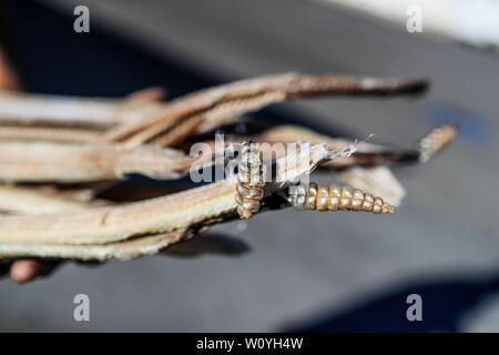 Ein Mann zeigt mehrere Felle, Häute, Skelette und Körper der Klapperschlange, die er verkauft in Caborca, Pitiquito und Puerto Peñaco werden sie benutzt, Ratte zu machen Stockfoto