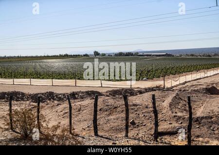 Weinberg Feld zwischen Caborca und Puerto Peñasco, Sonora, 20. Oktober 2017. - Campo de viñedo entre Caborca y Puerto Peñasco, Sonora, 20 de Mayo Stockfoto