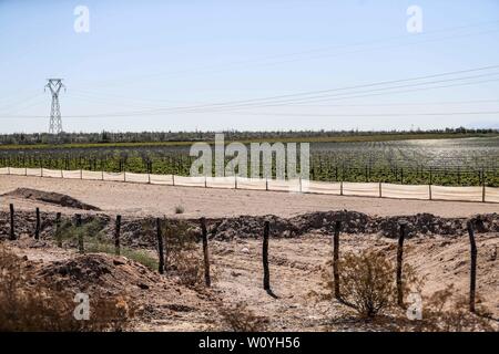 Weinberg Feld zwischen Caborca und Puerto Peñasco, Sonora, 20. Oktober 2017. - Campo de viñedo entre Caborca y Puerto Peñasco, Sonora, 20 de Mayo Stockfoto