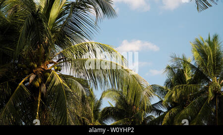 Kokospalme gegen den blauen Himmel. travel Concept. tropischen Küste und Masseanschluß Kokospalme Stockfoto