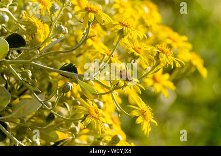 Gelbe Blüten im Sommergarten Stockfoto