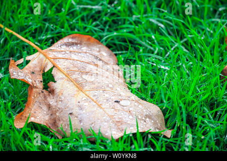 Nahaufnahme der Gefallenen hinterlassen Nass mit Tau auf grünem Gras für Konzept verwenden Stockfoto