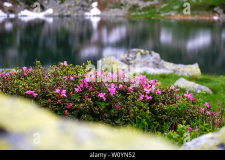 Bush der Rhododendron (Rhododendron myrtifolium Kotschyi/Rhododendron ferrugineum), am Ufer des Sees, bucura Retezat Gebirge (Teil der Karpaten Stockfoto