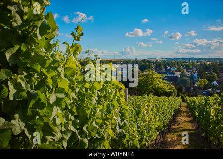 Weinberge in der Nähe von Mainz, Deutschland im Sommer mit kleinen Trauben, Fokus links auf den grünen Weinstock Stockfoto