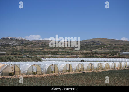 Array aus Kunststoff tunnel Gewächshäuser mit Bereich der junge Gemüse in Front gegen den blauen Himmel. Stockfoto