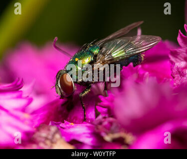 Grüne Flasche fliegen, Schlag fliegen, sitzen auf einem Lila Blume mit Details der Verbindung Auge und Körper Stockfoto