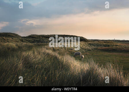 Die idyllische Landschaft mit Schafen und zwei Lämmer weiden auf den Dünen mit Gras und Moos von der Insel Sylt, Deutschland, im Morgenlicht. Stockfoto